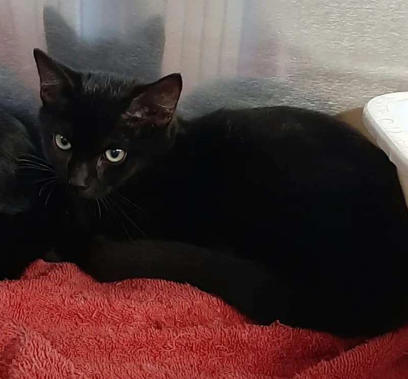 A baby medium-sized male Black Domestic Short Hair cat named Chai for adoption in Georgetown, OH