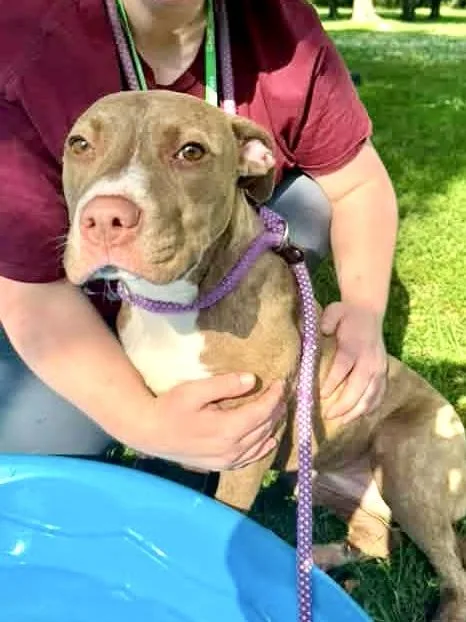 A young medium-sized female Brown / Chocolate Pit Bull Terrier dog named Liyana for adoption in Chicago, IL