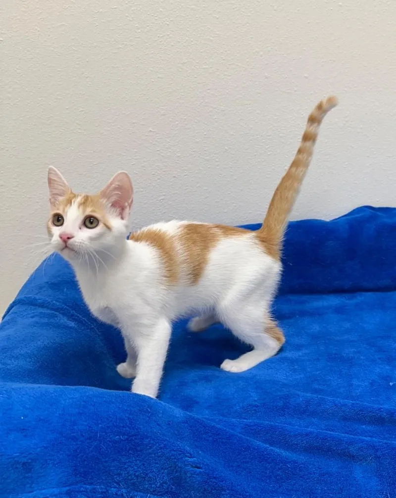 A baby medium-sized male Tabby cat named Dorito @Petsmart Walker Rd for adoption in Newberg, OR