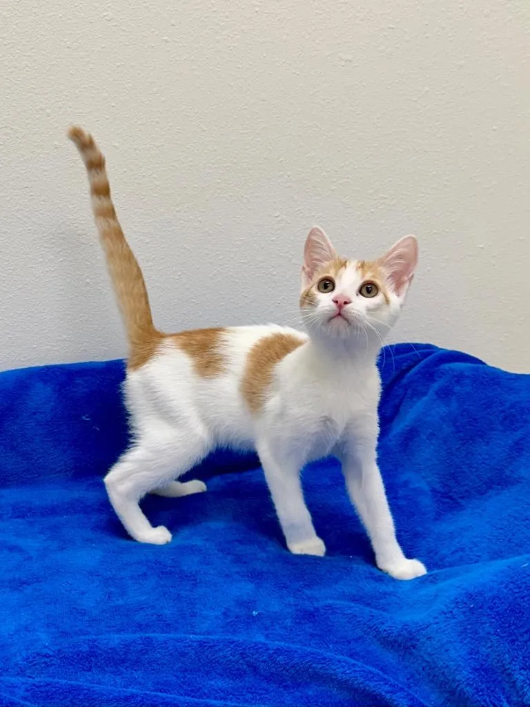Dorito @Petsmart Walker Rd thumbnail 2
