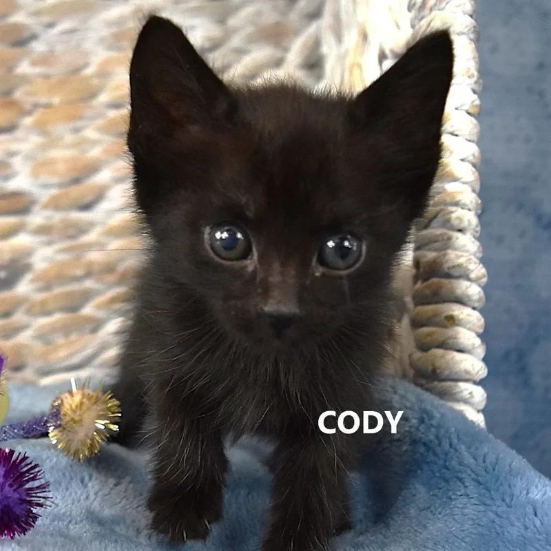 Cody