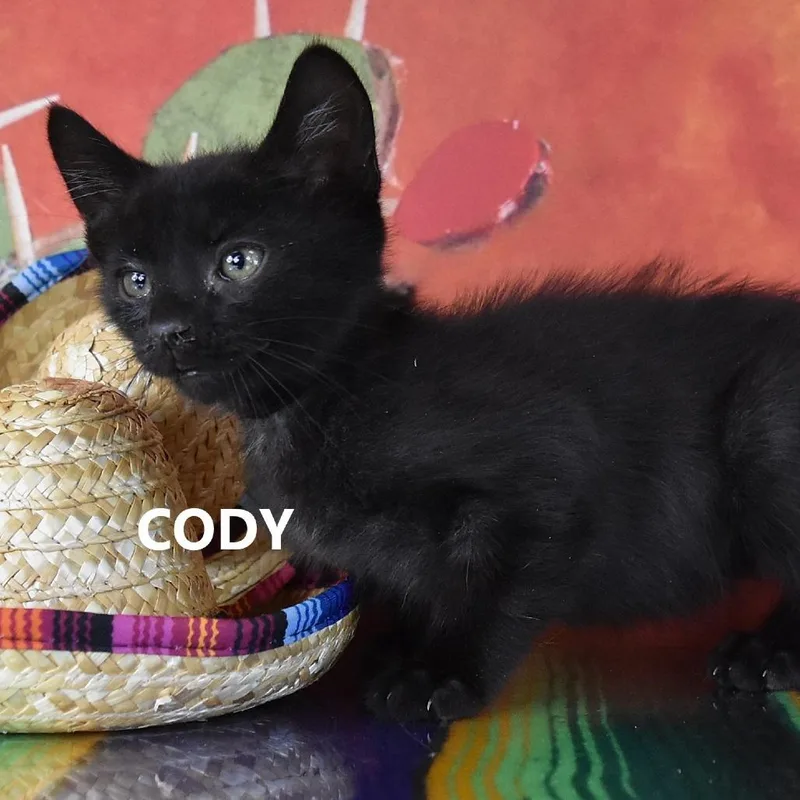 Cody thumbnail 2