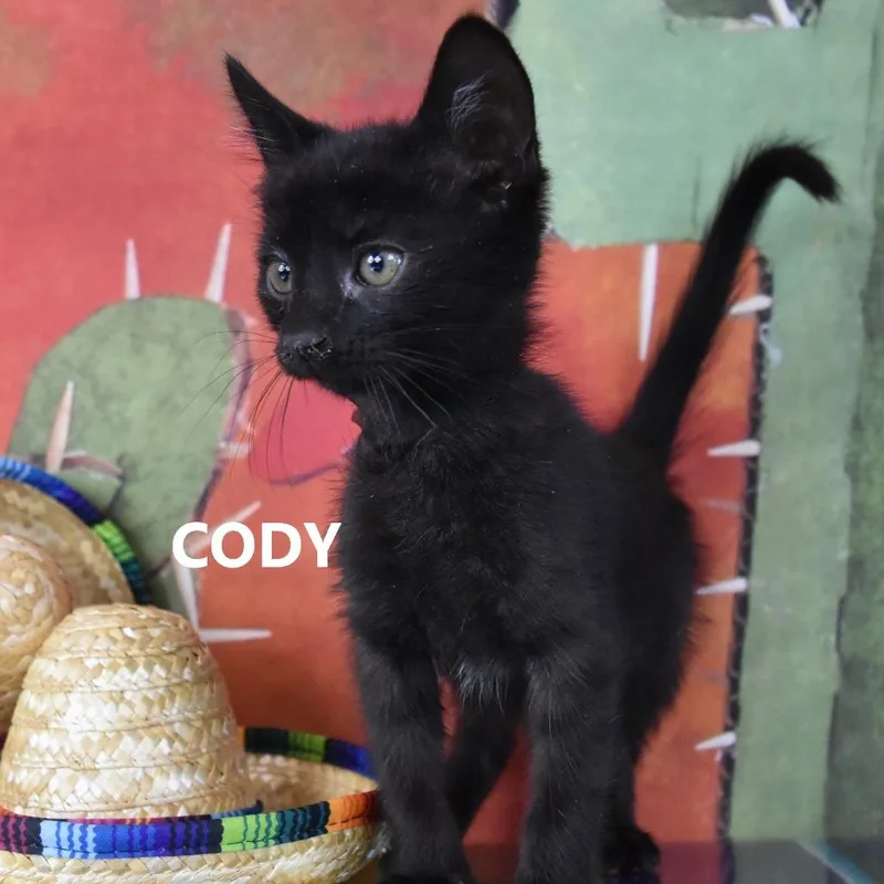 Cody thumbnail 3