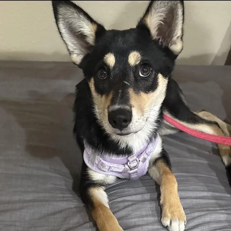 A young medium-sized female Black Husky dog named Magnolia for adoption in San Diego, CA