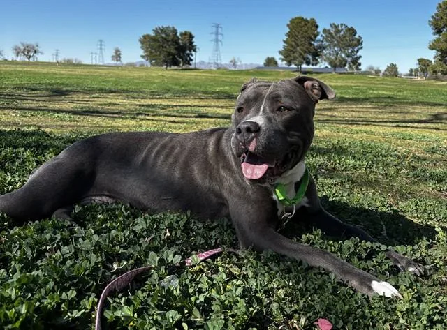 An adult large-sized female Pit Bull Terrier dog named Affection for adoption in Tucson, AZ