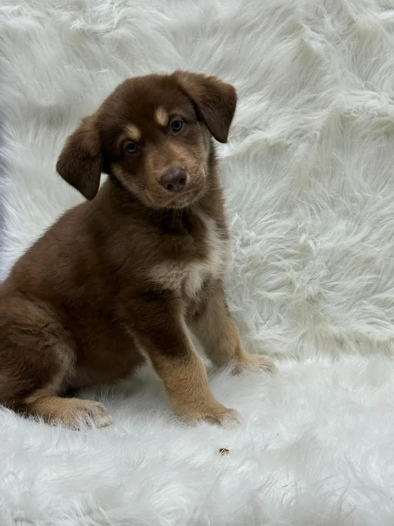 A baby large-sized female German Shepherd Dog dog named Loretta for adoption in Little Elm, TX