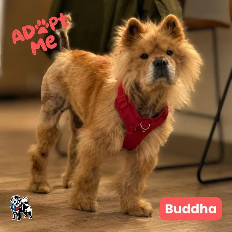 Buddha