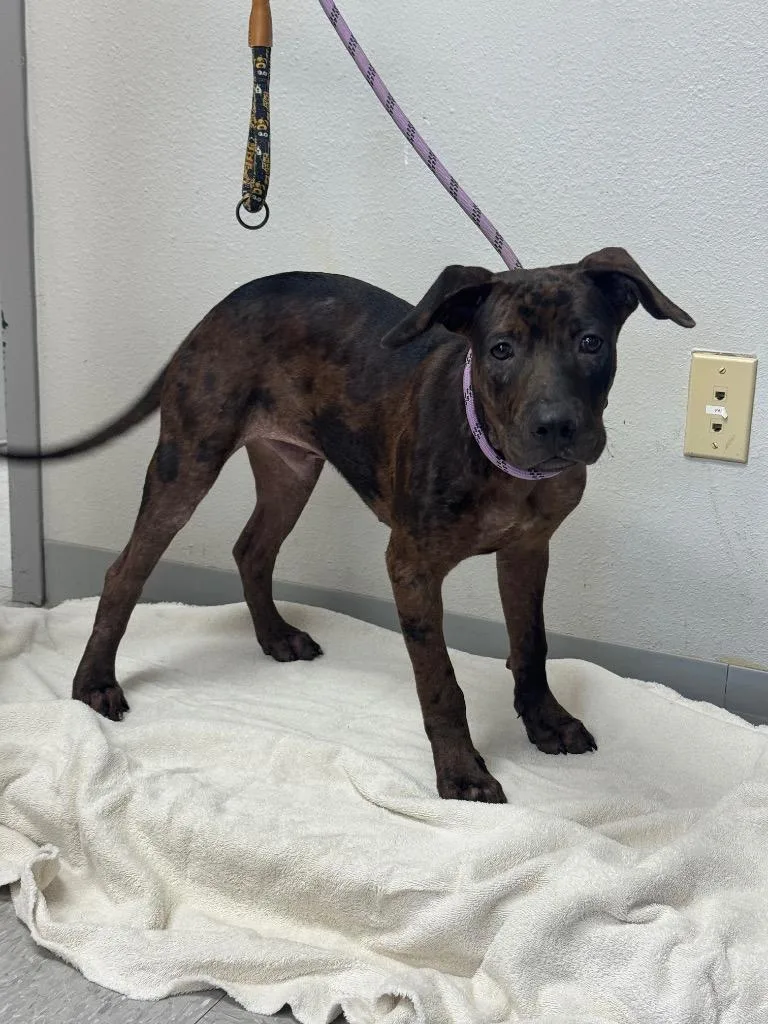 A baby medium-sized male Catahoula Leopard Dog dog named Rio for adoption in Sorrento, LA