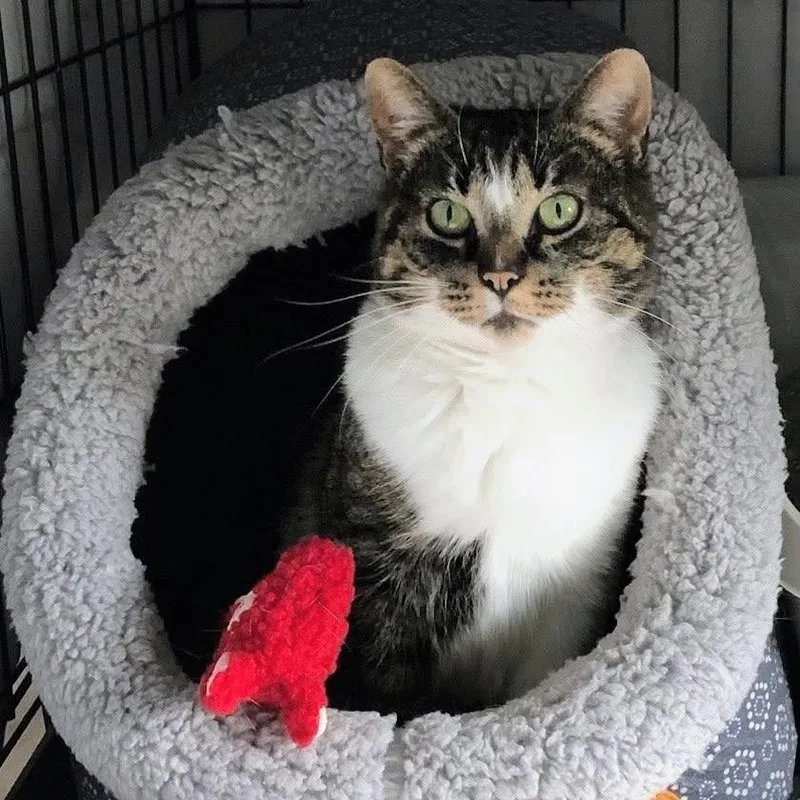 An adult medium-sized female White Domestic Short Hair cat named Wave Port for adoption in Eaton Rapids, MI