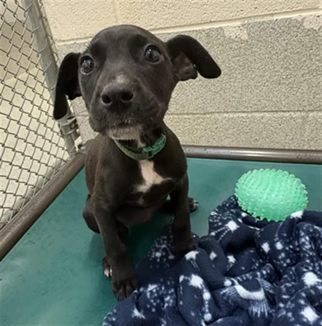 A baby small-sized female Pit Bull Terrier dog named Vanessa for adoption in Statesville, NC
