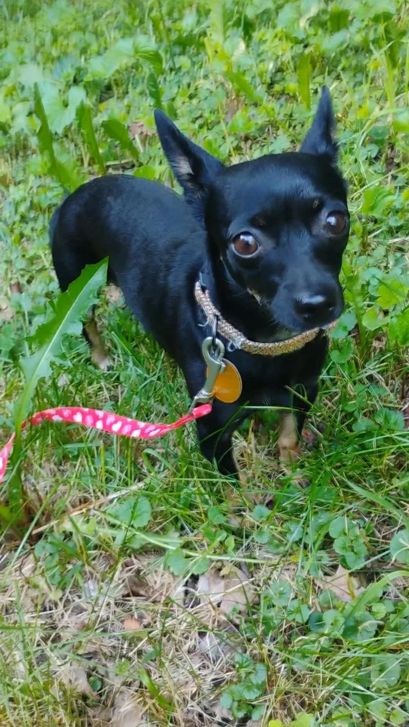 Missy thumbnail 3
