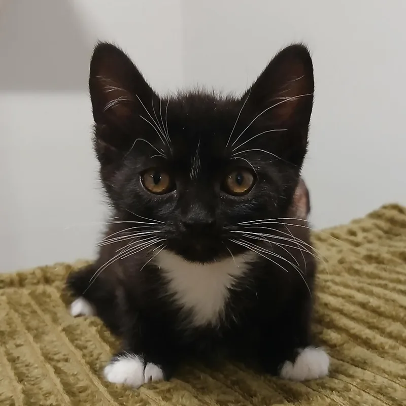 A baby small-sized female Black Domestic Short Hair cat named Monte Cristo for adoption in York, PA