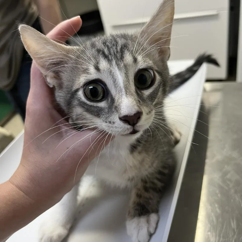 A baby small-sized male Gray / Blue / Silver Domestic Short Hair cat named MONTStray Grey with White for adoption in Perkiomenville, PA