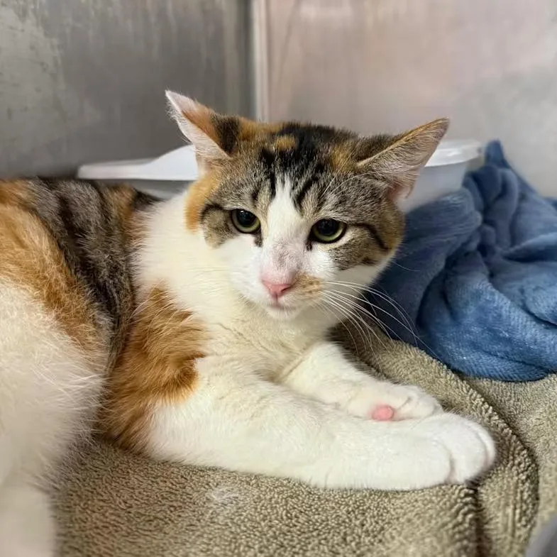 A young medium-sized female Calico Domestic Short Hair cat named Violet for adoption in Lauderhill, FL