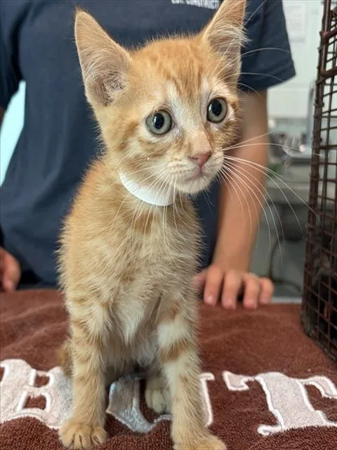 A baby small-sized female Orange / Red Domestic Short Hair cat named Amber for adoption in Tavares, FL