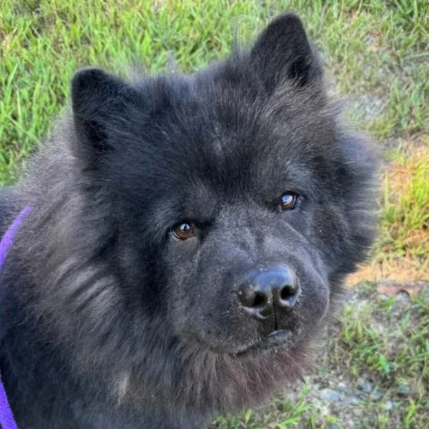 Nimbus