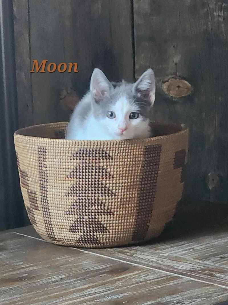 Moon thumbnail 2