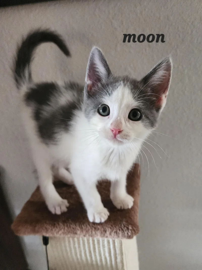 Moon thumbnail 3