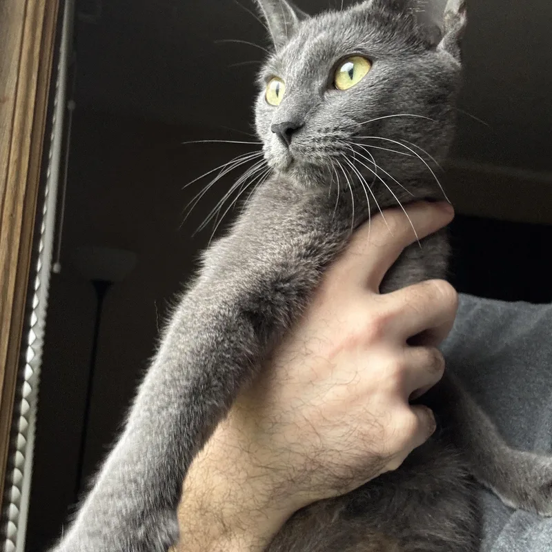 A young medium-sized female Gray / Blue / Silver Domestic Short Hair cat named Dove for adoption in Omaha, NE