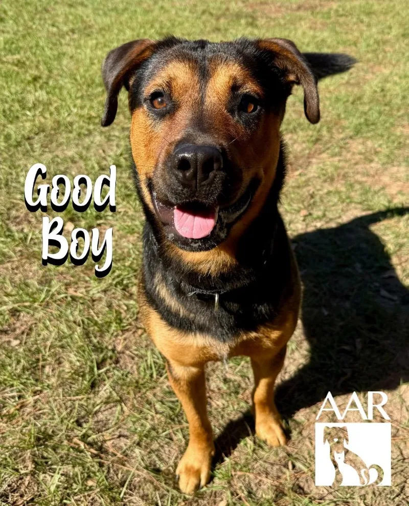 A young large-sized male Rottweiler dog named Good Boy for adoption in Magnolia, TX