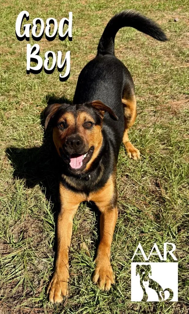 Good Boy thumbnail 2