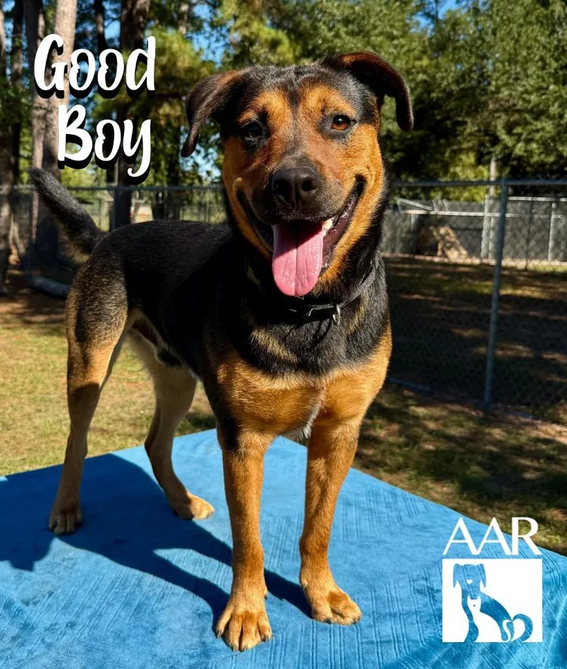 Good Boy thumbnail 3
