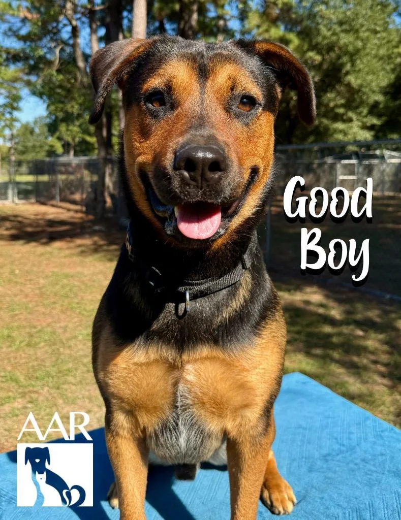 Good Boy thumbnail 4
