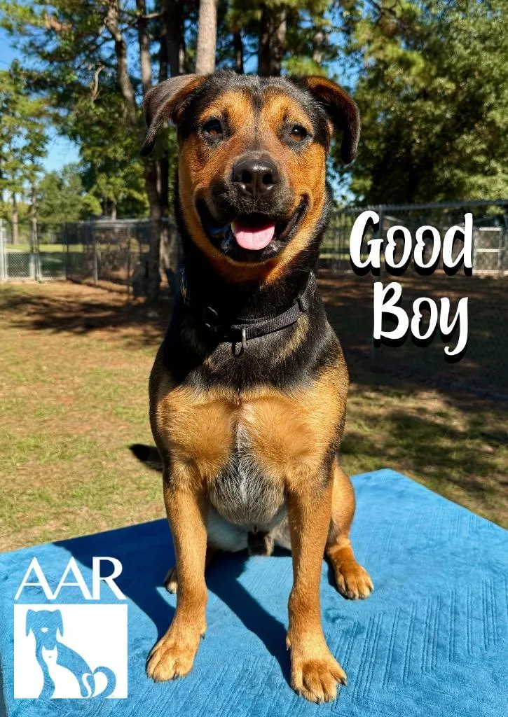 Good Boy thumbnail 5