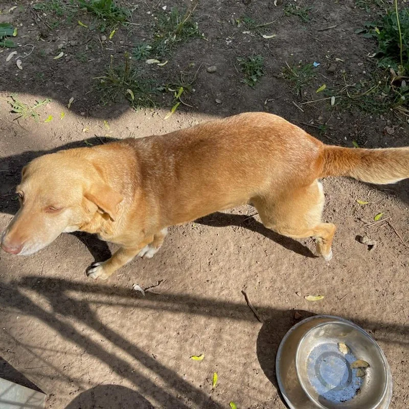 An adult medium-sized female Golden Golden Retriever dog named Coco for adoption in Kingman, KS