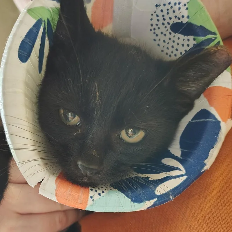 A baby small-sized male Black Domestic Short Hair cat named Wasabi for adoption in Dearborn, MI