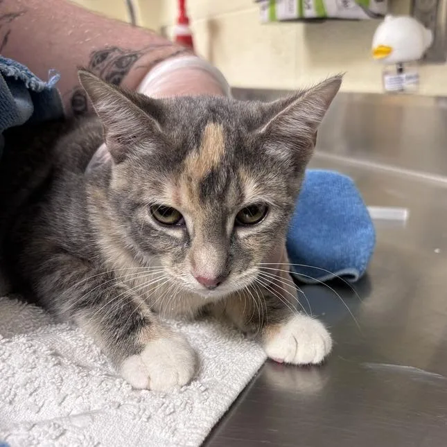 A baby small-sized female Gray / Blue / Silver Domestic Short Hair cat named Grizelda for adoption in Asheville, NC