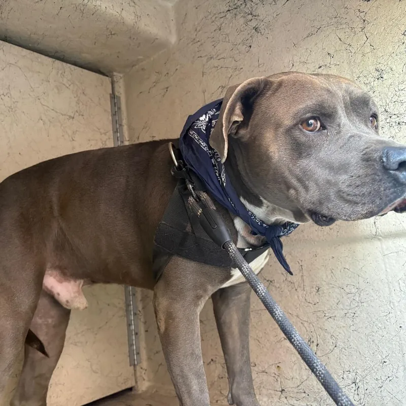 An adult small-sized male Gray / Blue / Silver Pit Bull Terrier dog named Bonz for adoption in Henderson, NV