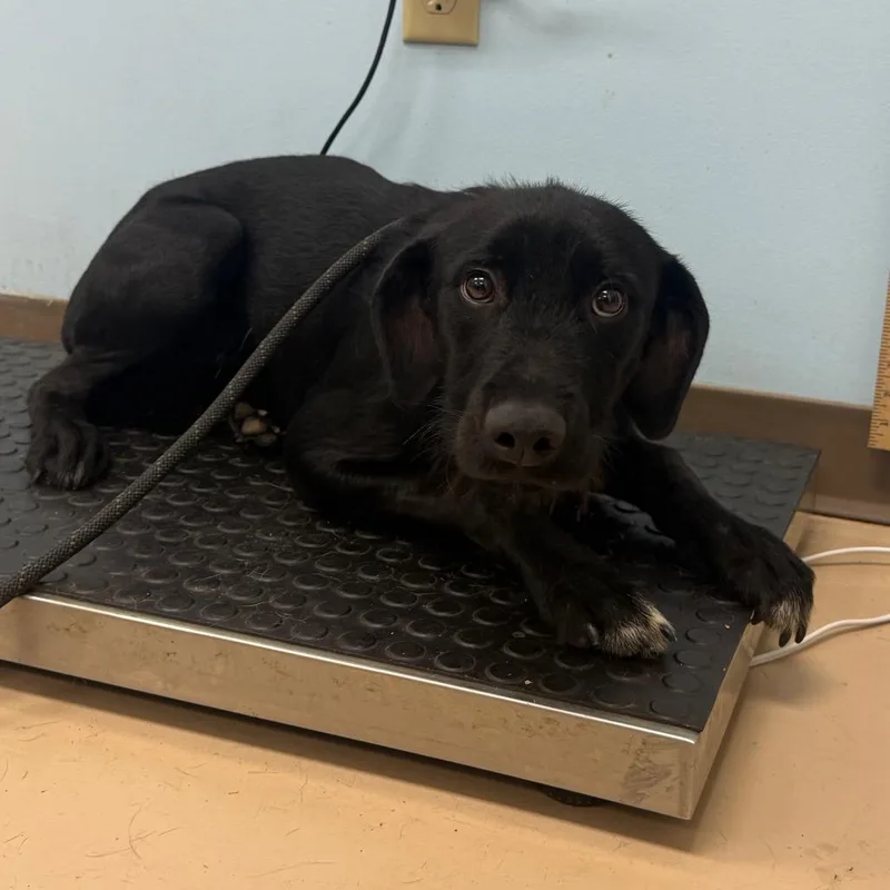 An adult medium-sized male Black Wirehaired Terrier dog named Homer for adoption in Pine Bluff, AR