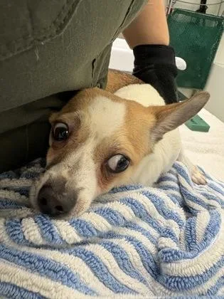 A young small-sized female Chihuahua dog named Butterfly for adoption in Seattle, WA