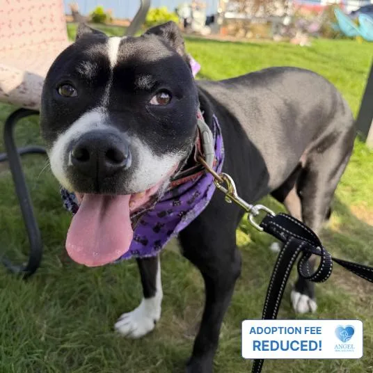 A senior medium-sized female Bicolor Pit Bull Terrier dog named Sades for adoption in Naperville, IL