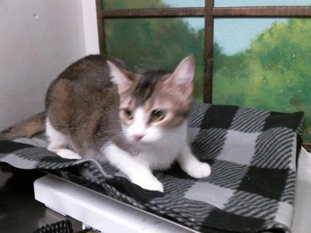 A young medium-sized female Domestic Short Hair cat named Penny for adoption in Houston, TX