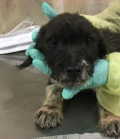 A baby medium-sized female Terrier dog named Naomie for adoption in Riverside, CA