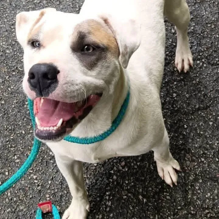 A young medium-sized female White / Cream Pit Bull Terrier dog named Mary for adoption in Greenfield, TN