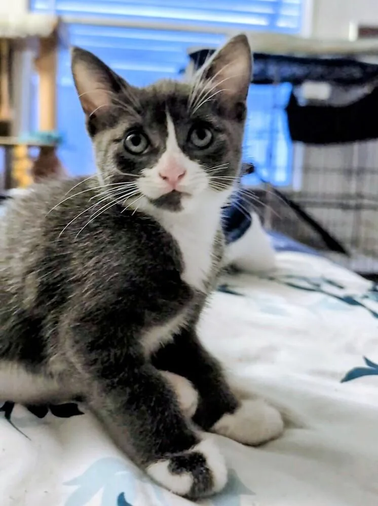 A baby small-sized female Gray & White Domestic Short Hair cat named Sage for adoption in Brandon, FL
