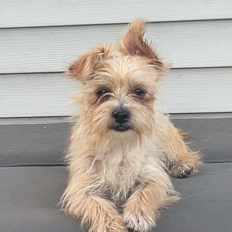 A baby small-sized male Apricot / Beige Terrier dog named Chuck for adoption in Warren, RI