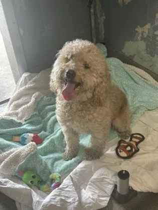 An adult small-sized male Poodle dog named Marshmellow for adoption in Largo, FL