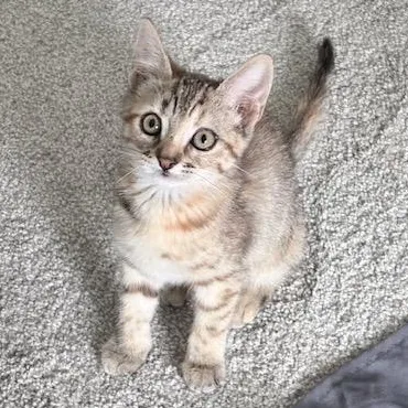 A baby small-sized female Tabby (Brown / Chocolate) Domestic Short Hair cat named Sketch Meding for adoption in Morrison, CO