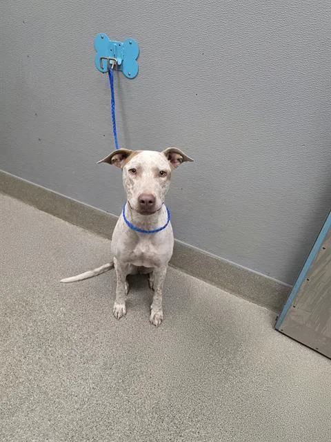 A young large-sized female German Shorthaired Pointer dog named Pixie Paws for adoption in Las Vegas, NV