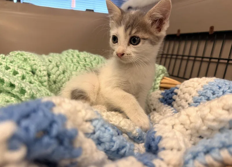 A baby medium-sized male Gray & White Domestic Short Hair cat named Cloud for adoption in Batesville, AR