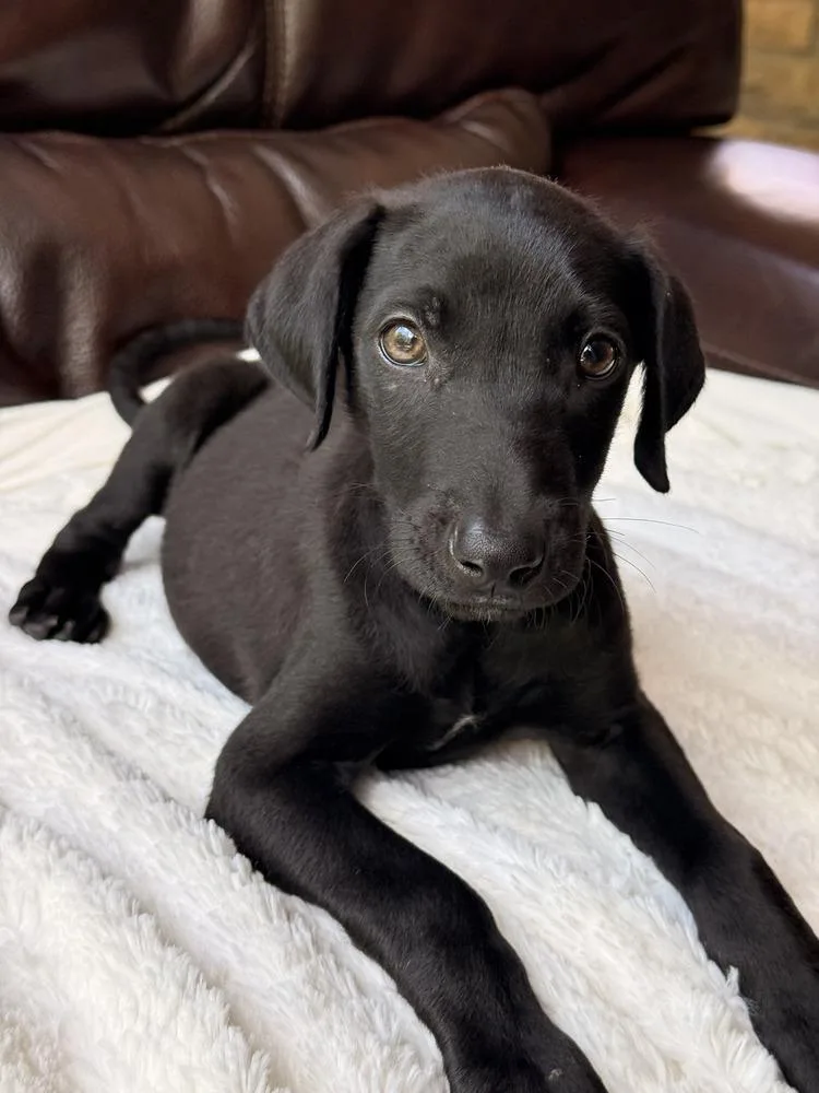 A baby small-sized female Black Weimaraner dog named Tilly for adoption in Loveland, OH