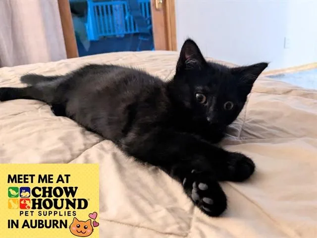 A baby small-sized female Domestic Short Hair cat named Judy for adoption in Fort Wayne, IN