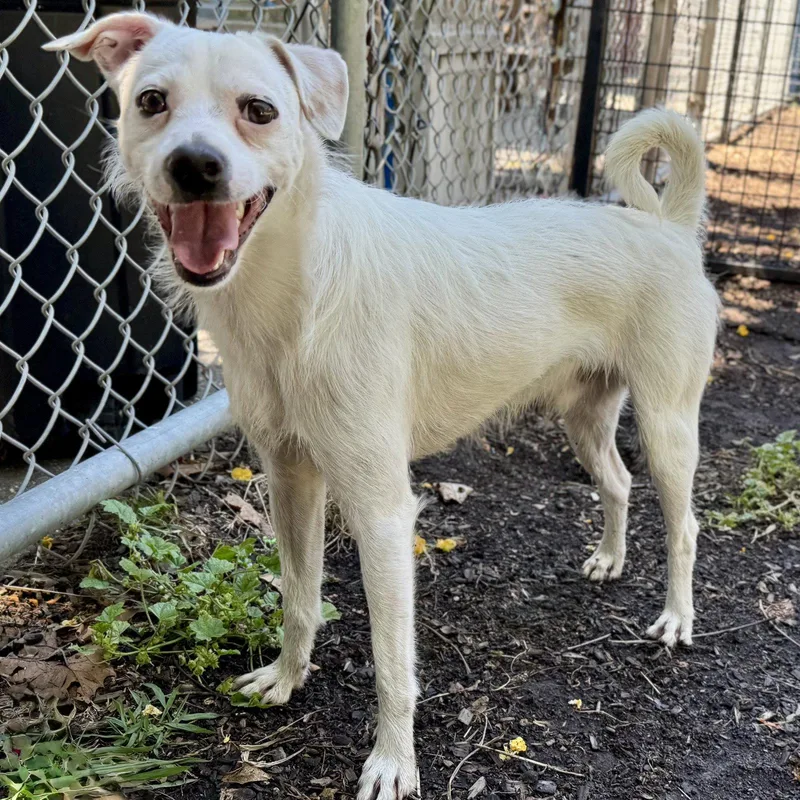 A young small-sized male Terrier dog named Dude for adoption in Oakland, CA