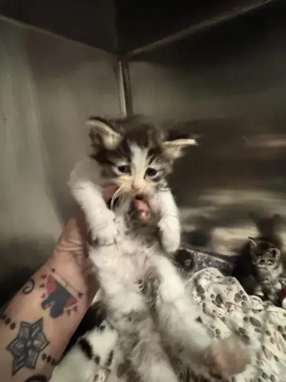 A baby small-sized female Black & White / Tuxedo Domestic Medium Hair cat named Cricket for adoption in Grand Rapids, MI