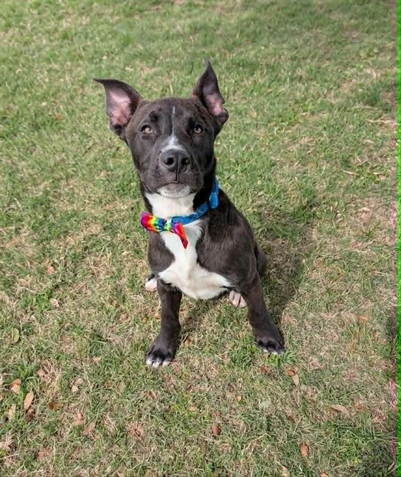 A young medium-sized male Black Labrador Retriever dog named Circles for adoption in Cleburne, TX
