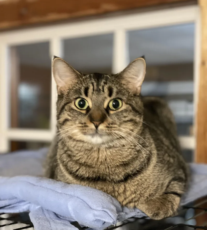 A young medium-sized female Tabby (Brown / Chocolate) Tabby cat named Bug for adoption in Lacon, IL